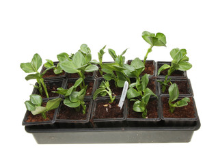 Seedlings in a tray