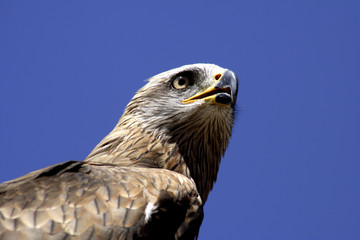 Aguila