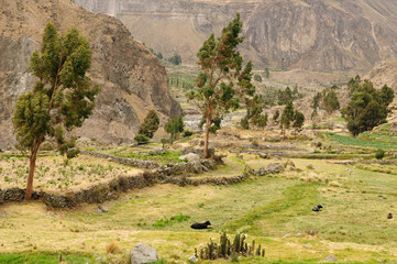 Colca Valley, Peru