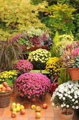 Balkon mit Herbstblumen.