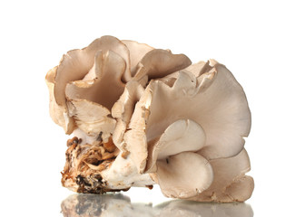 oyster mushrooms isolated on white