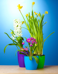 beautiful spring flowers in pots