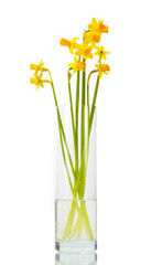beautiful yellow daffodils in transparent vase isolated on white