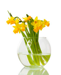 beautiful yellow daffodils in transparent vase isolated on white