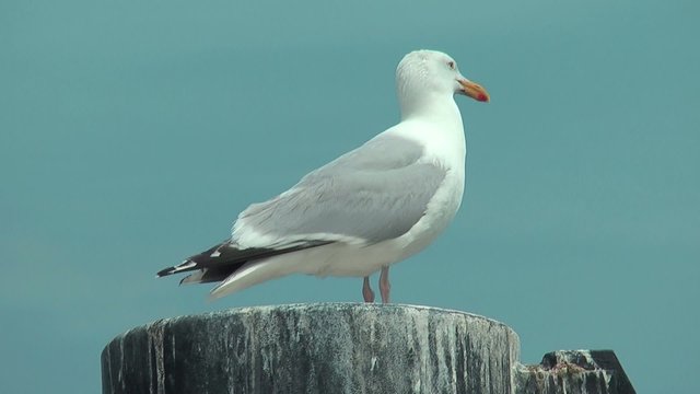 m&ouml;we