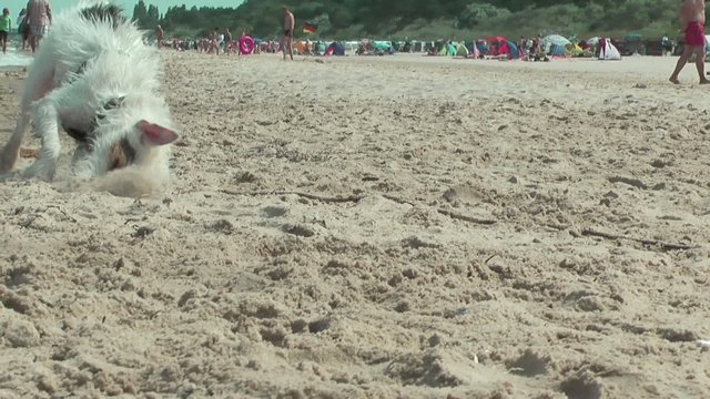 hund am strand