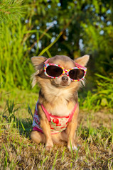Chihuahua in the park