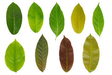Leaf Set