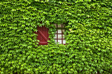 ivy covered painted  window and shutter