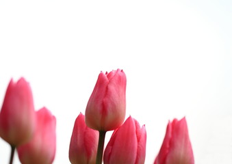 春の花チューリップ