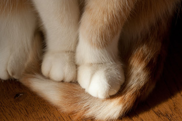 Cats paws