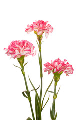 Naklejka na ściany i meble Beautiful carnations isolated on white