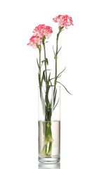 Beautiful carnations transparent vase isolated on white