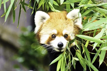 Crédence de cuisine en verre imprimé Panda Red Panda(Lesser Panda)