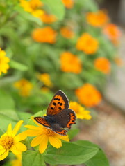 Small Copper on a yellow Melampodium