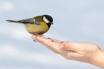 Tit on the hand
