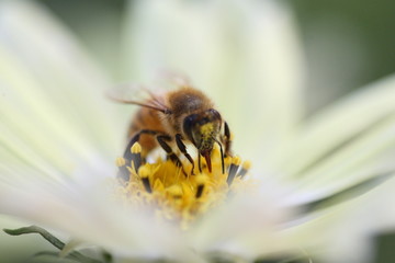 蜜蜂と黄色コスモス