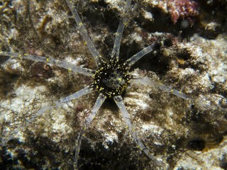 Branching Sea Cucumber  - Pentacta sp.