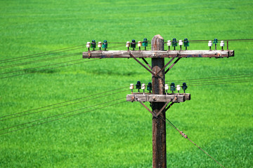 telegraph pole