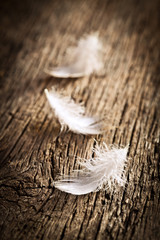 white feather on vintage desk