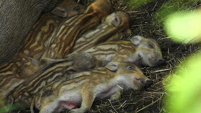 Sleeping wild boar piglets