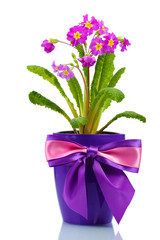 Beautiful purple primrose in a flowerpot isolated on white