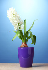 beautiful white hyacinth in purple flowerpot