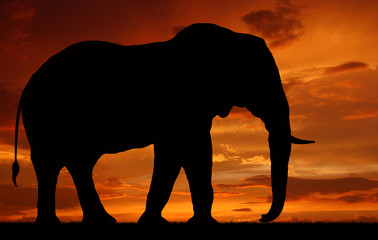 Fototapeta na wymiar silhouette elephant in the sunset