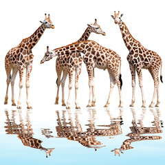 giraffes isolated