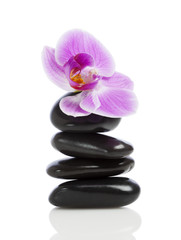 Balanced Orchid Blossom