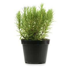 romarin en pot, rosmarinus officinalis