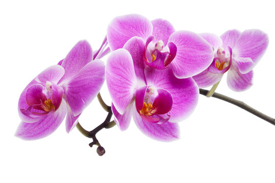 rosa Orchidee isoliert