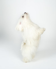 White Dog