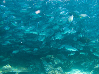 Fototapeta premium huge school of jackfish