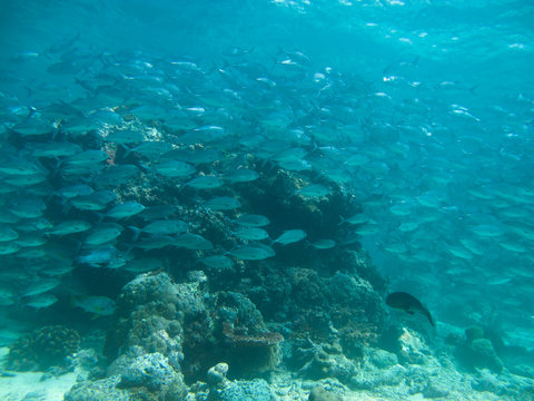 huge school of jackfish