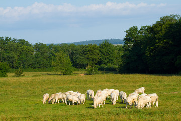 Fototapeta na wymiar Krowy w Burgundii, we Francji