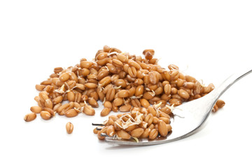 Sprouted wheat grain closeup on white background