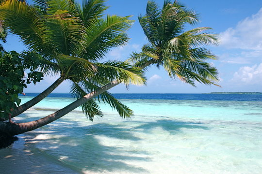 Palmenstrand