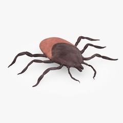 3d render of tick animal