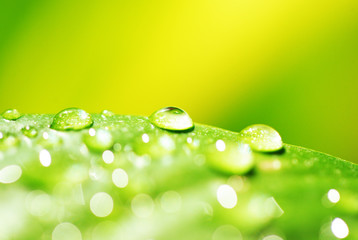 green leaf with water droplets close up - 39236142