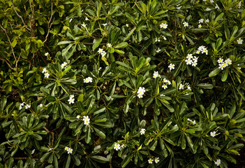 Texture of a green leaf as background.