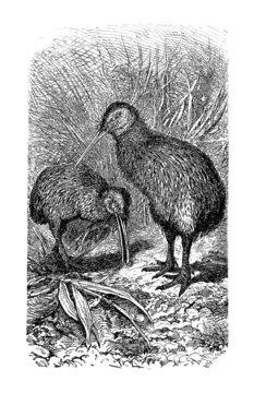 Bird - Kiwi