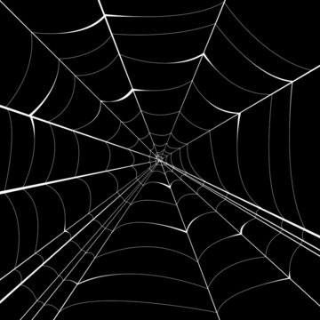 spider vector background