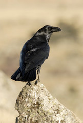 cuervo sobre la piedra