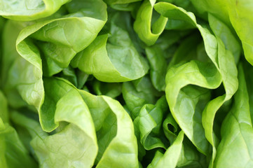 laitue macro