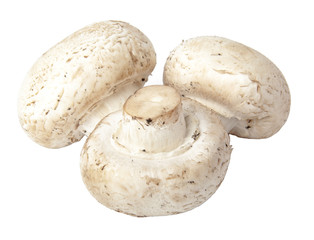 Champignon mushroom isolated on white background