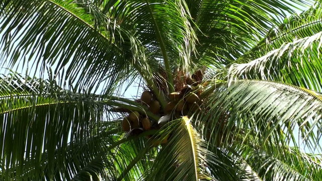 coconut palm