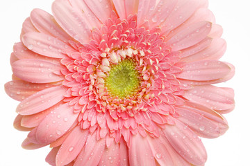 Fototapeta na wymiar Piękne jasnoróżowe gerbera daisy