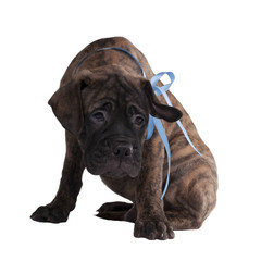 Cute puppy looking at camera