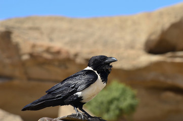 pied crow bird,Namibia,Africa